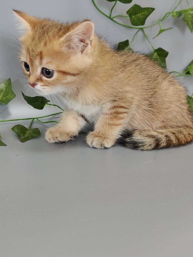 Котик Шиншилла ny11