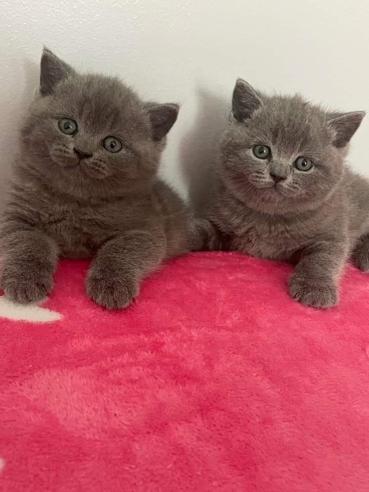 Продам британских котят