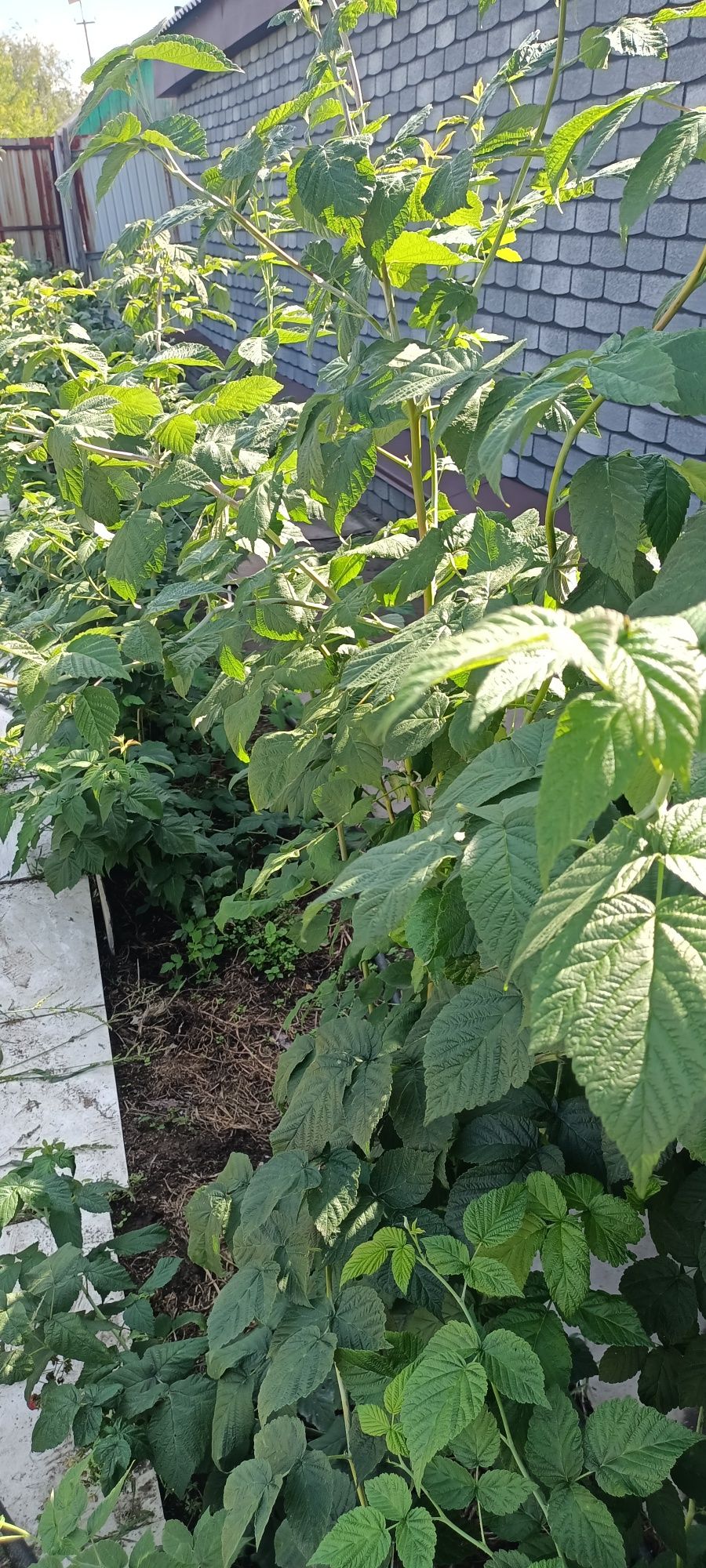 Продам саженцы ягод малины, клубники, смородины,вишни,жимолости,годжи