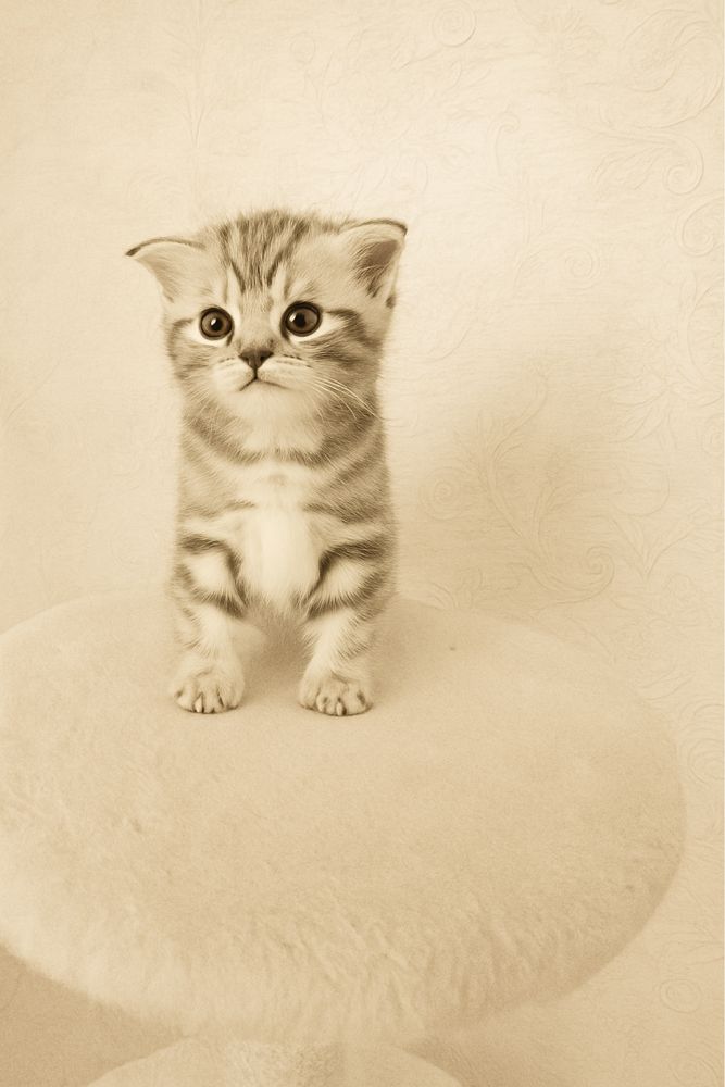 Шотландские котята