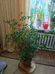 Фикус Наташа. Для квартир и офиса