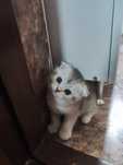 котенок мысык  еки айлык  мысык шатланский сатылады  таза