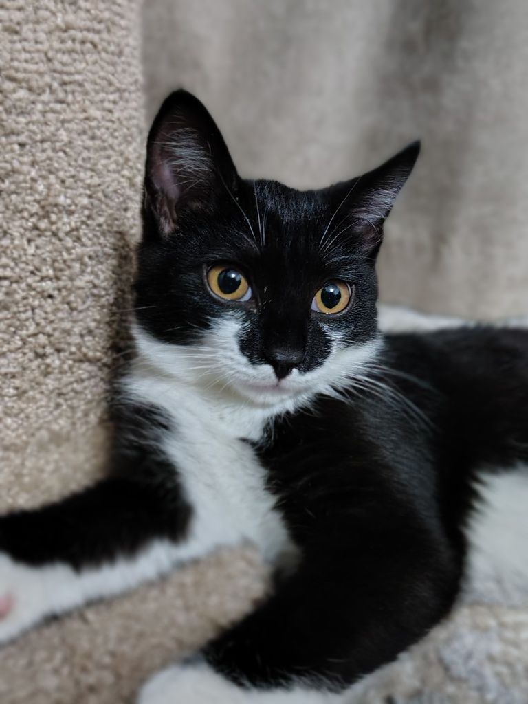 Котенок ищет дом