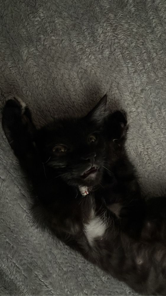 Смешной котенок ищет дом