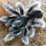 Н/о Brachypelma Albopilosum "Nicaragua»