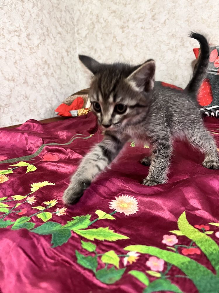 Отдам котят в добрые руки
