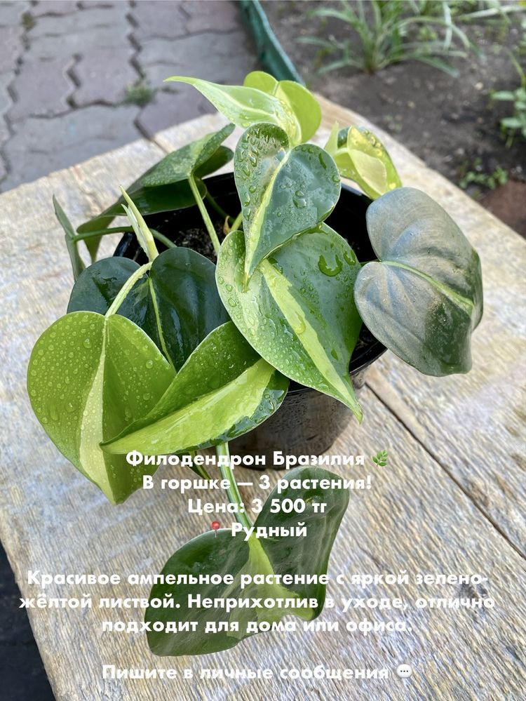 Продаю излишки комнатных растений.