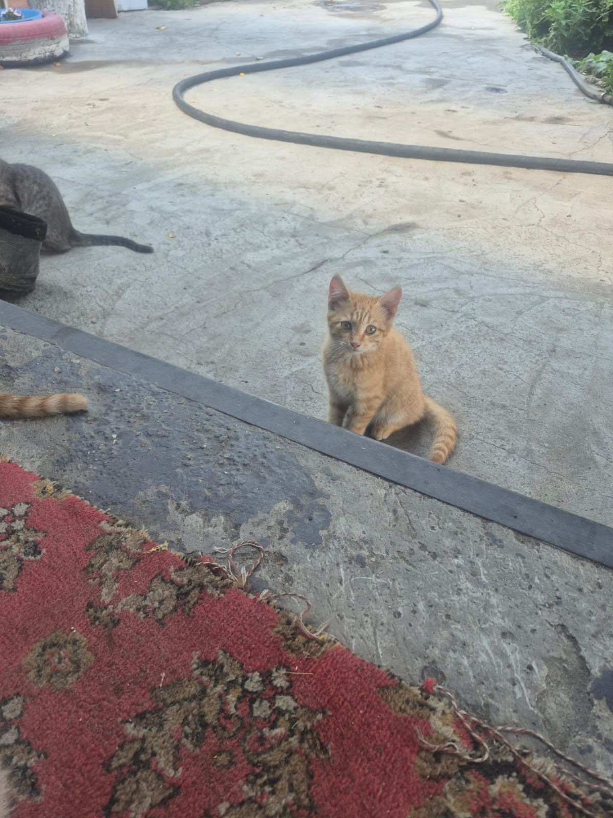 Отдам котят в добрые руки