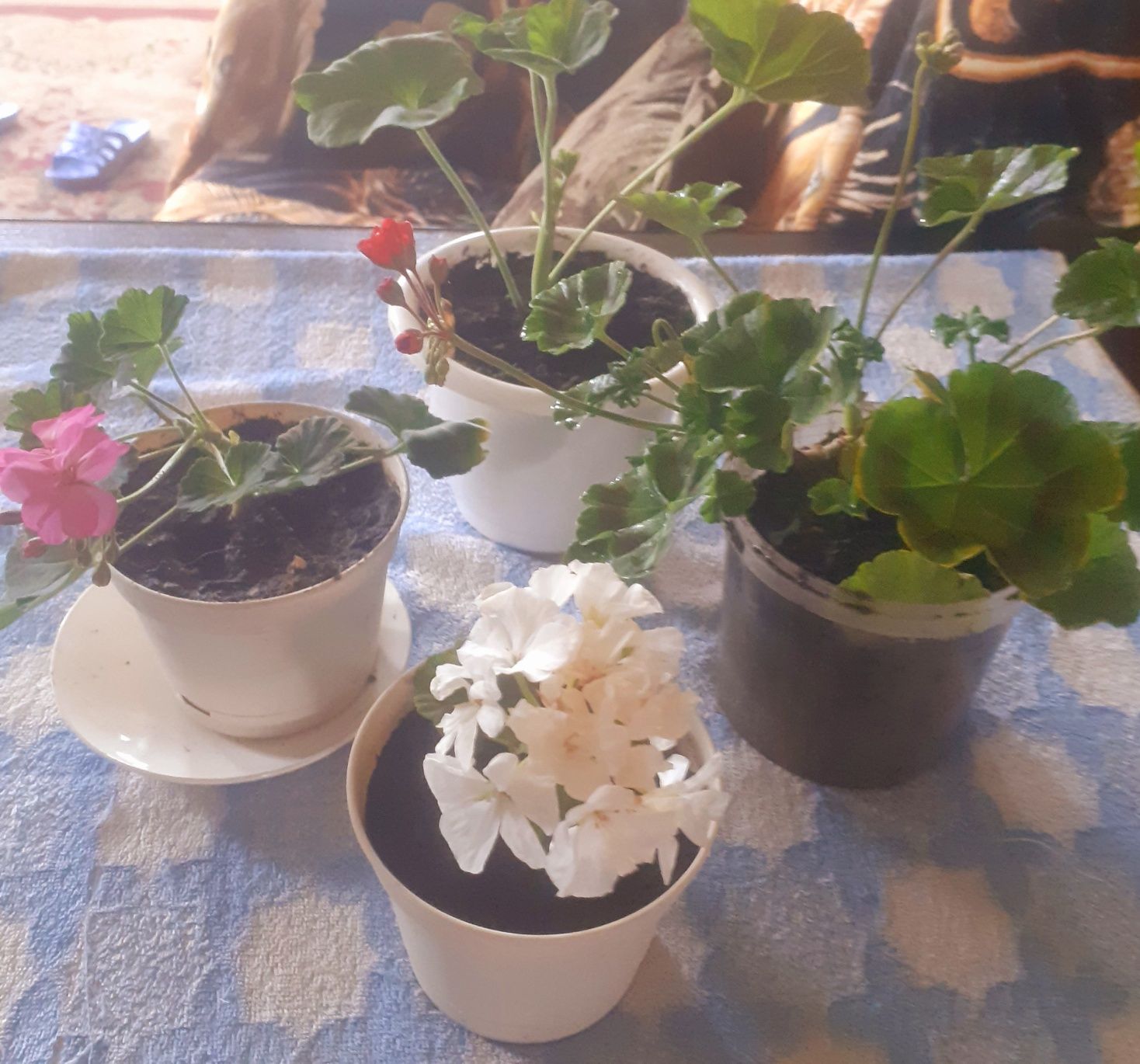 Продам Герань королевскую