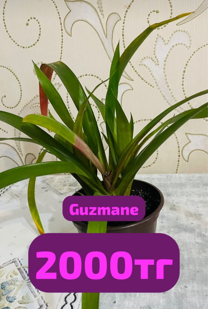 Продам  Цветы ком
