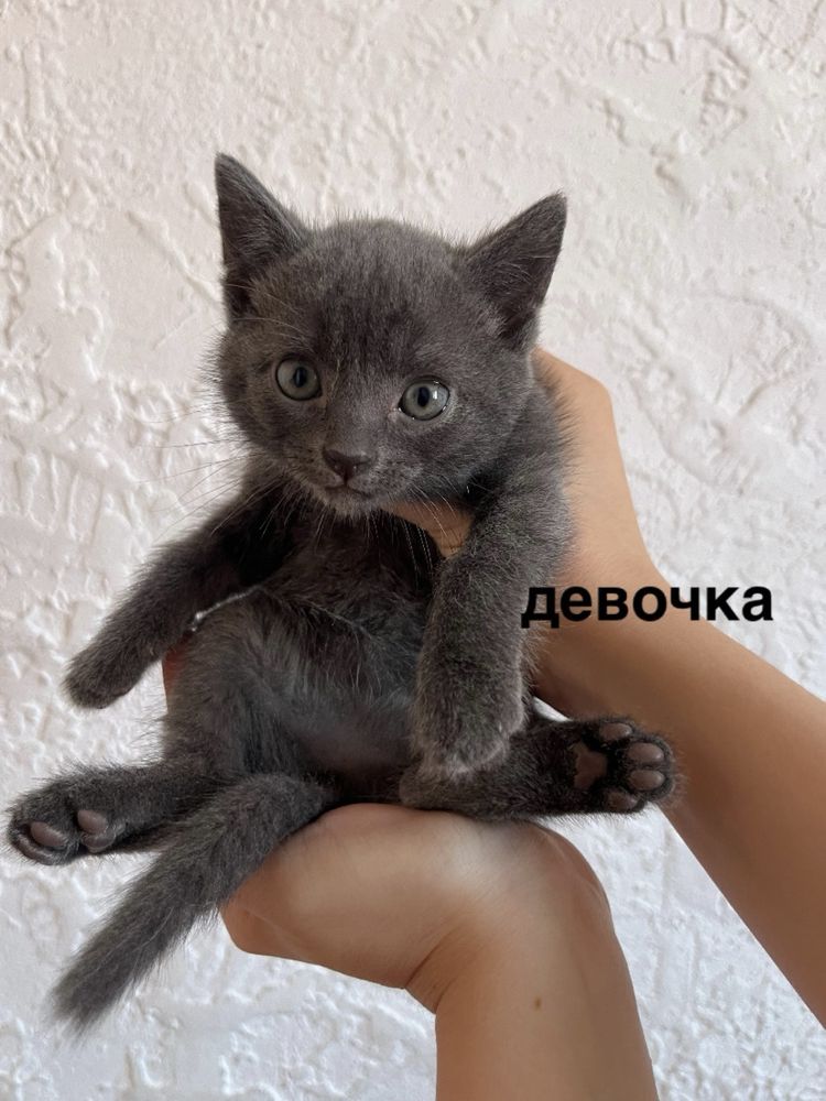 Котята в добрые руки