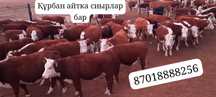Сиырлар сатылады!