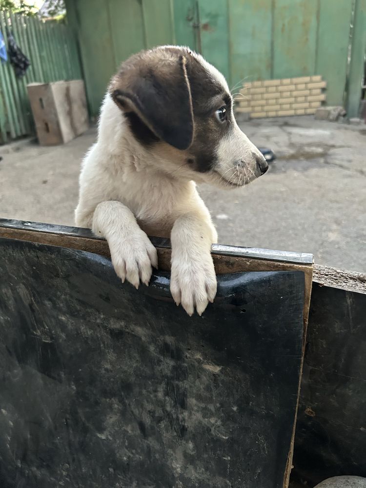 Щенок , дворняжка