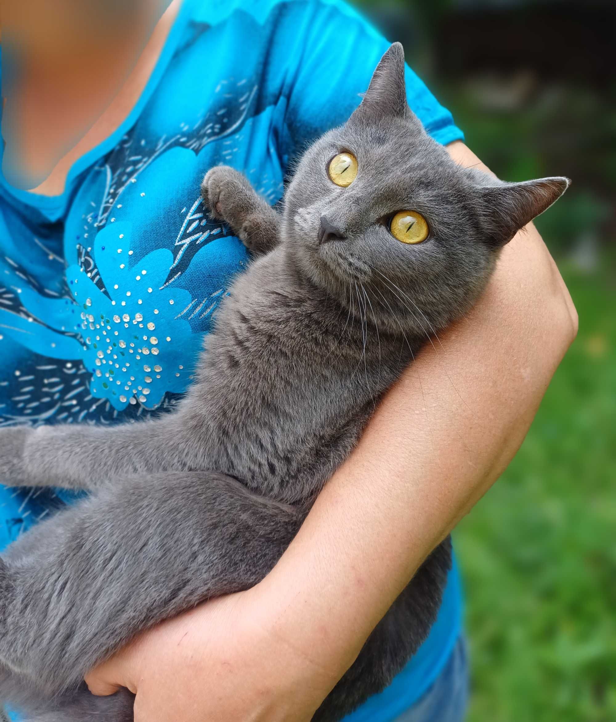 Кошечка Эйва ищет самых добрых и ответственных котородителей
