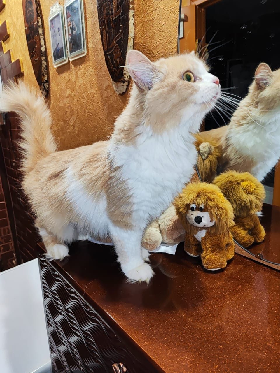 Красоточке нужен дом