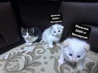 Котята веслаухие