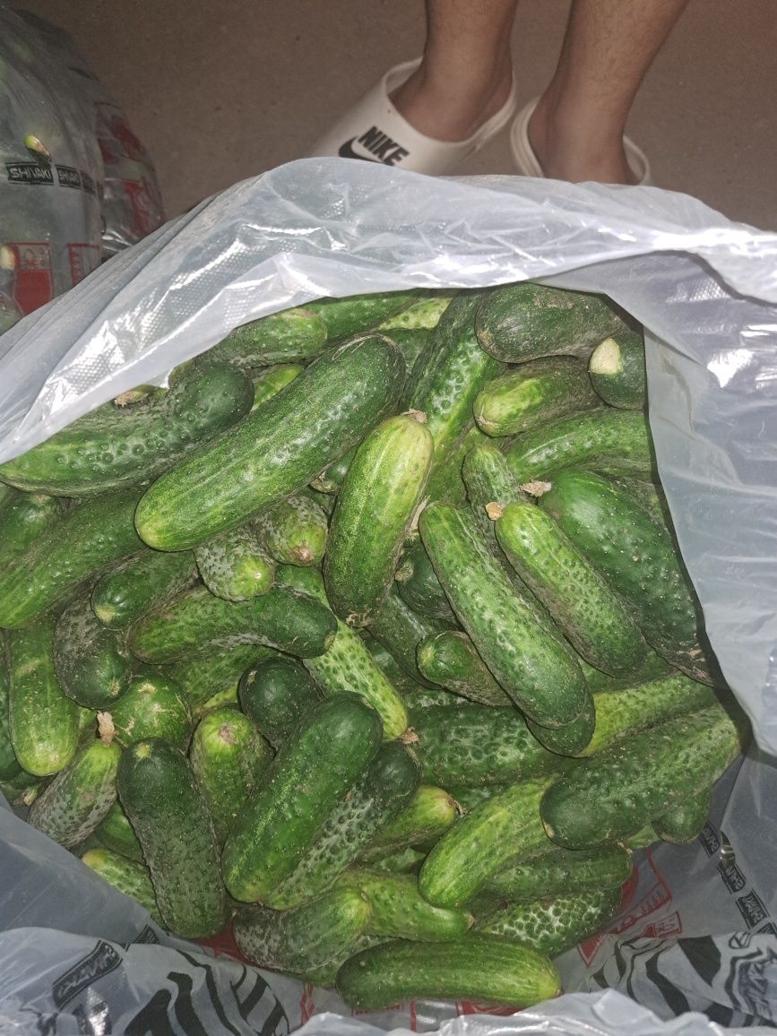 Огурцы для соления