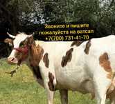 Продам тëлочку порода сименталь