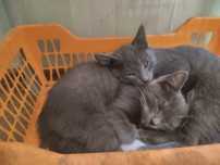 Отдаю бесплатно котята