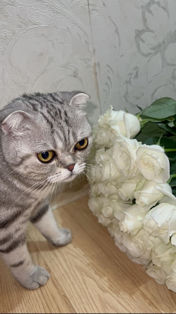 Продам срочно кошку породы Скоттиш фолд