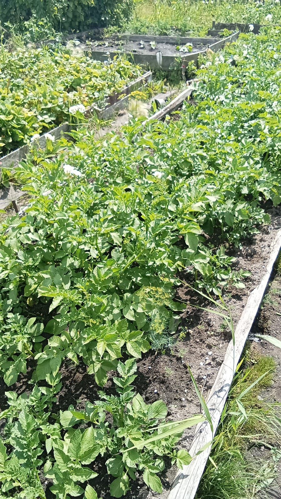 Продам дом барачного типа р бензастроя