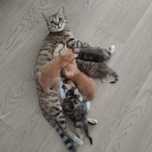 Рыжий и пятнистый, 2 котенка