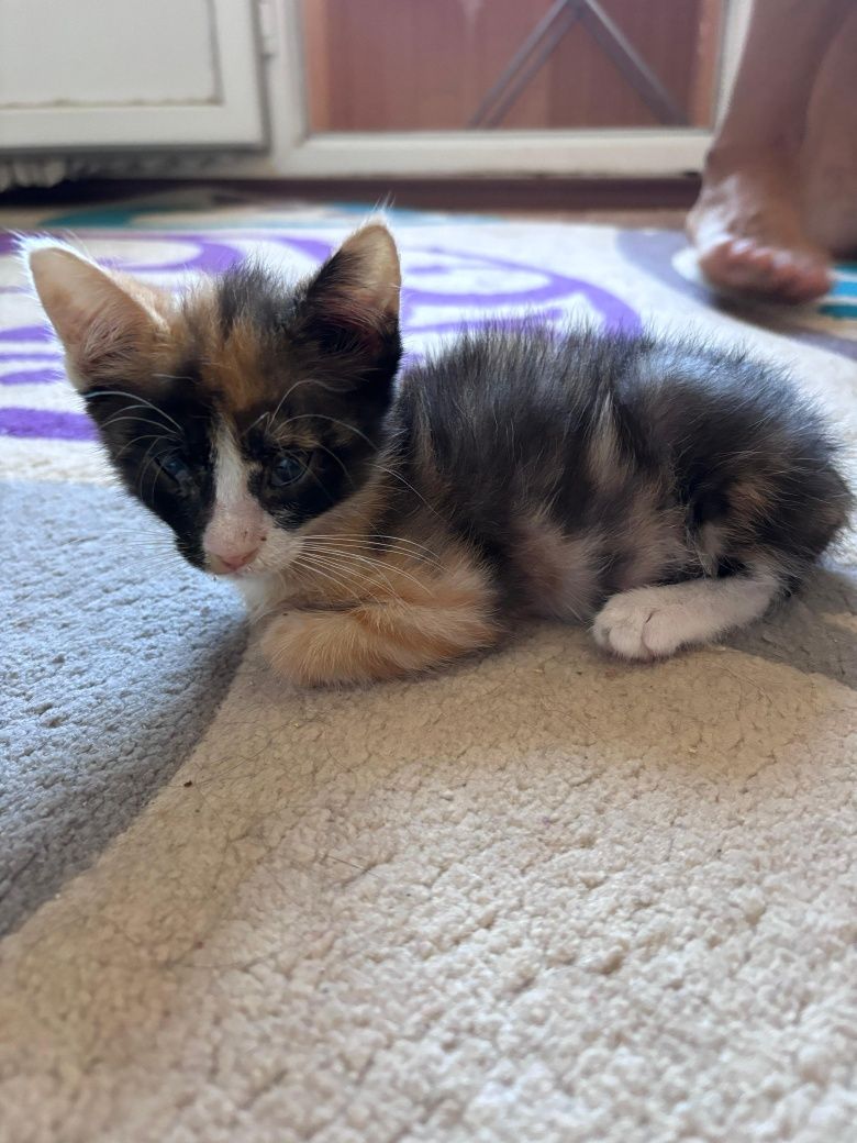 Котенок девочка в добрые руки