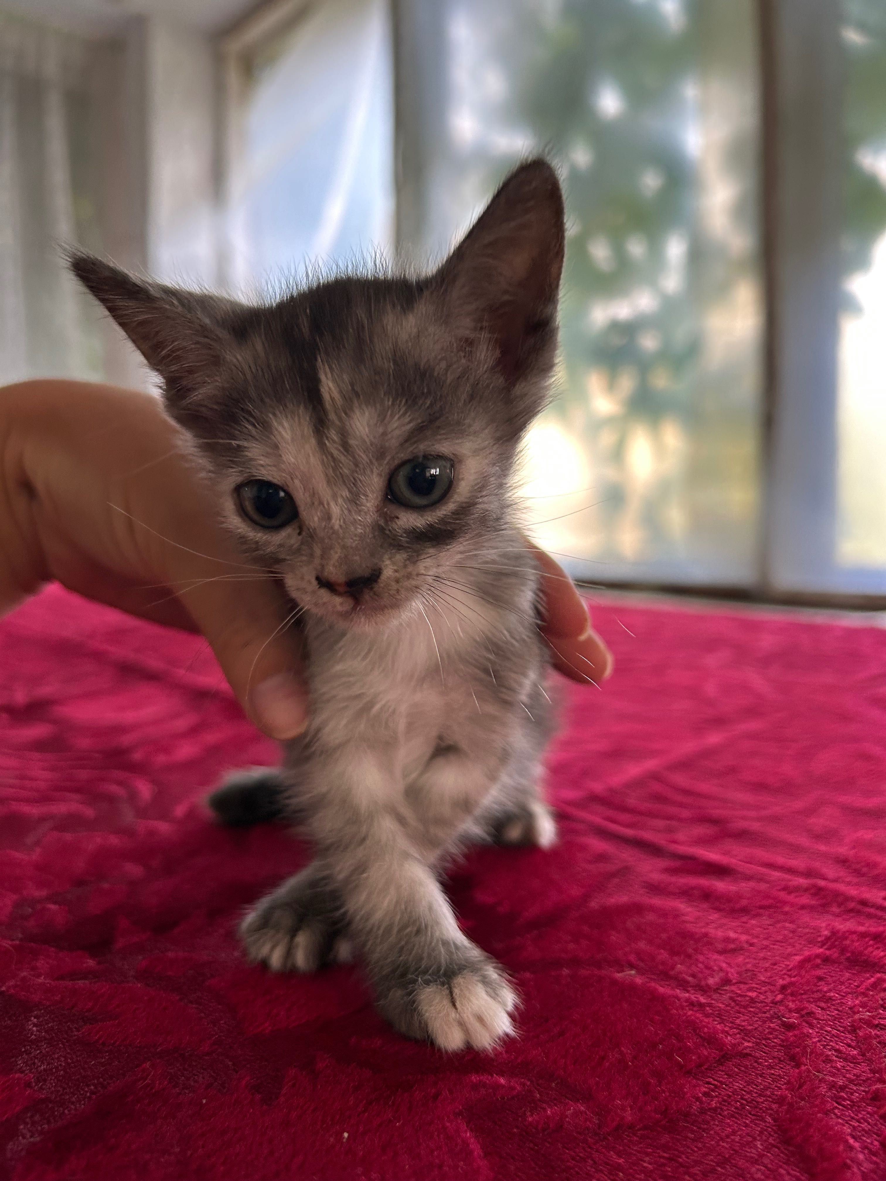 Котенок в добрые руки