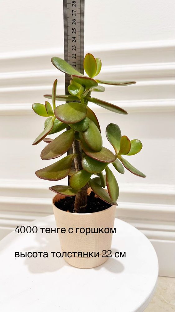 Денежное дерево