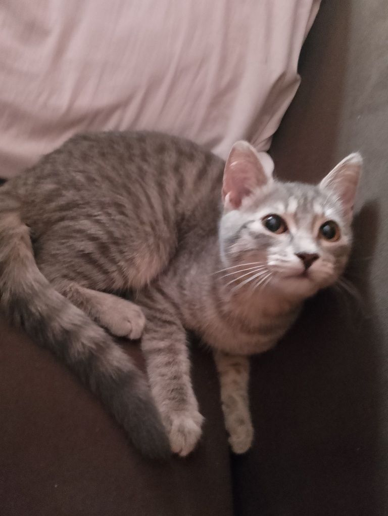 Ласковая кошечка
