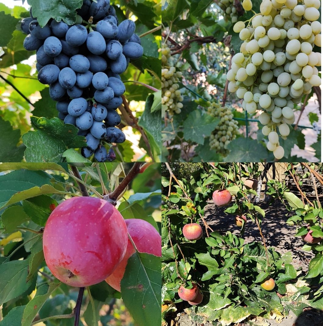 Продам ухоженную дачу