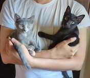 Котята 2,5 мес ищут дом (мальчик и девочка)