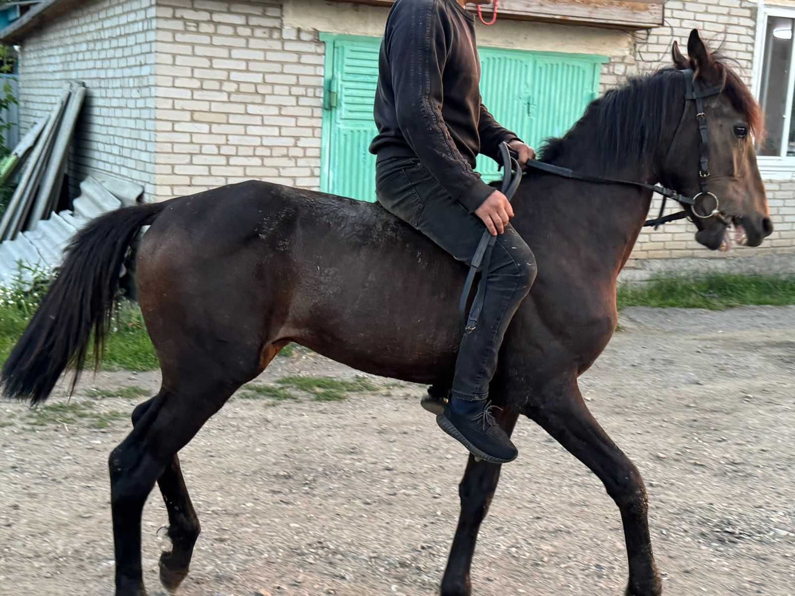 продается обученный жеребец