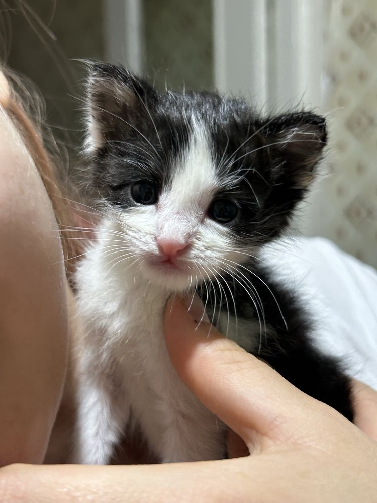 Котенок, В добрые руки !!!