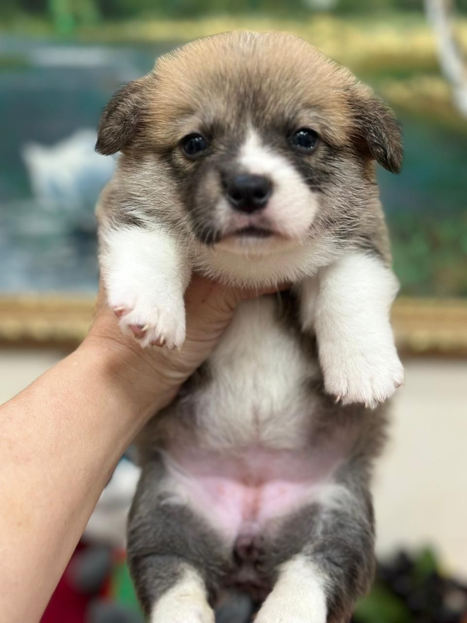 Вельш Корги пемброк щенки