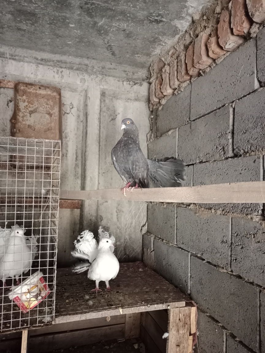 Голуби павлины...