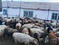Кой сатам жарма ауданы