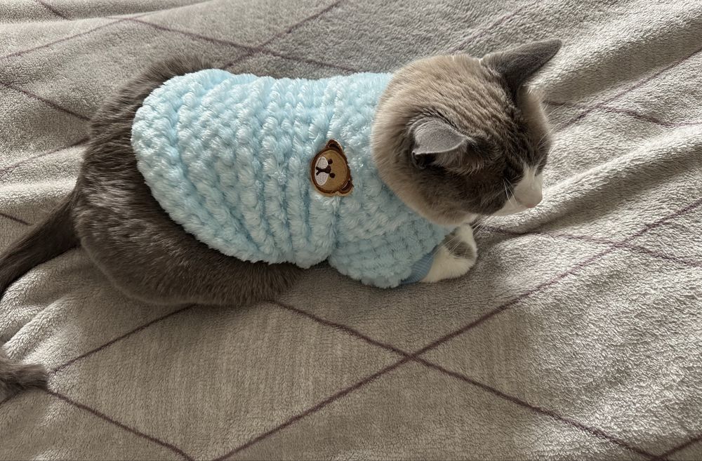 Одежда для кошек
