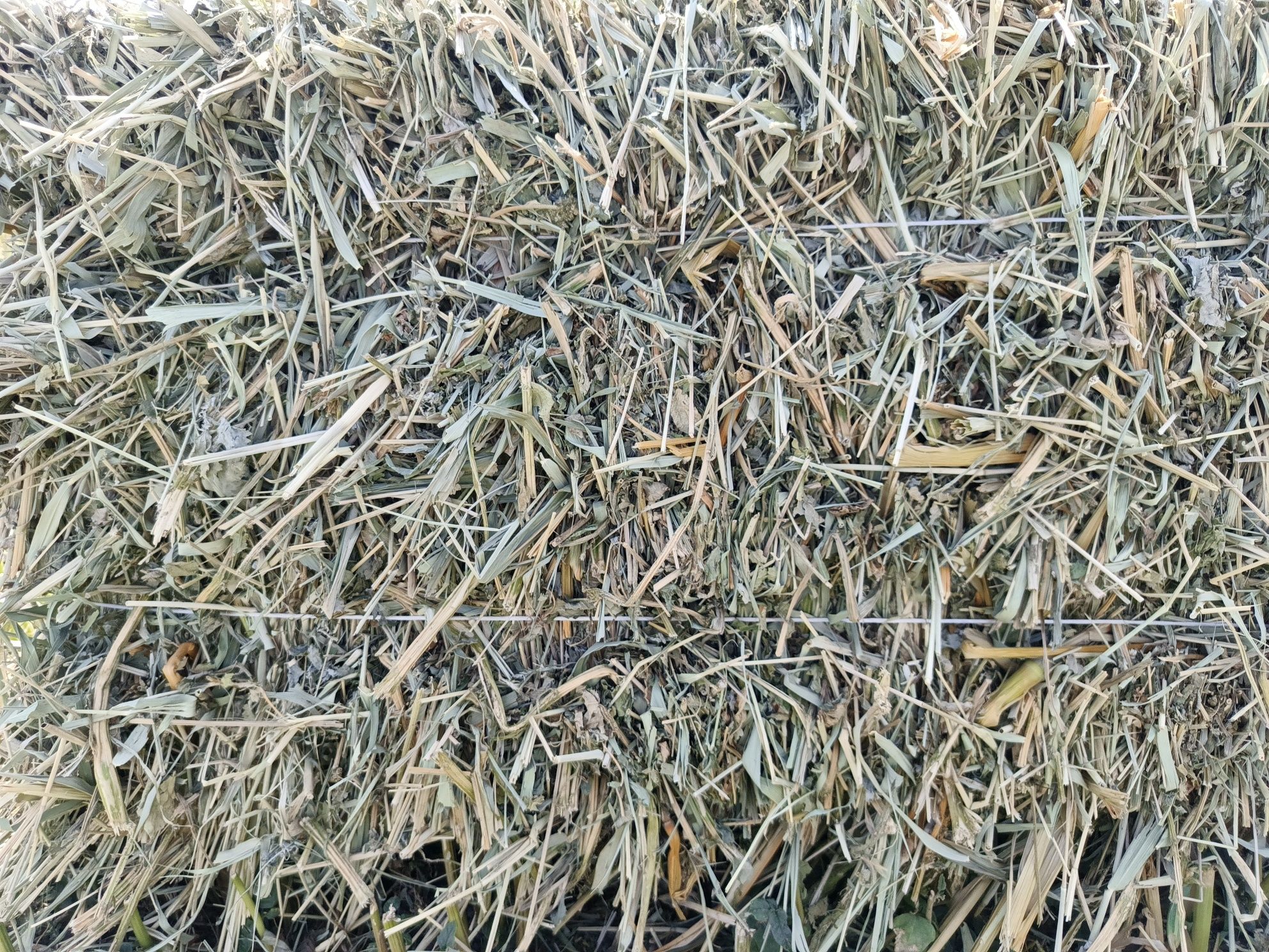 Продаю сено СОРГО