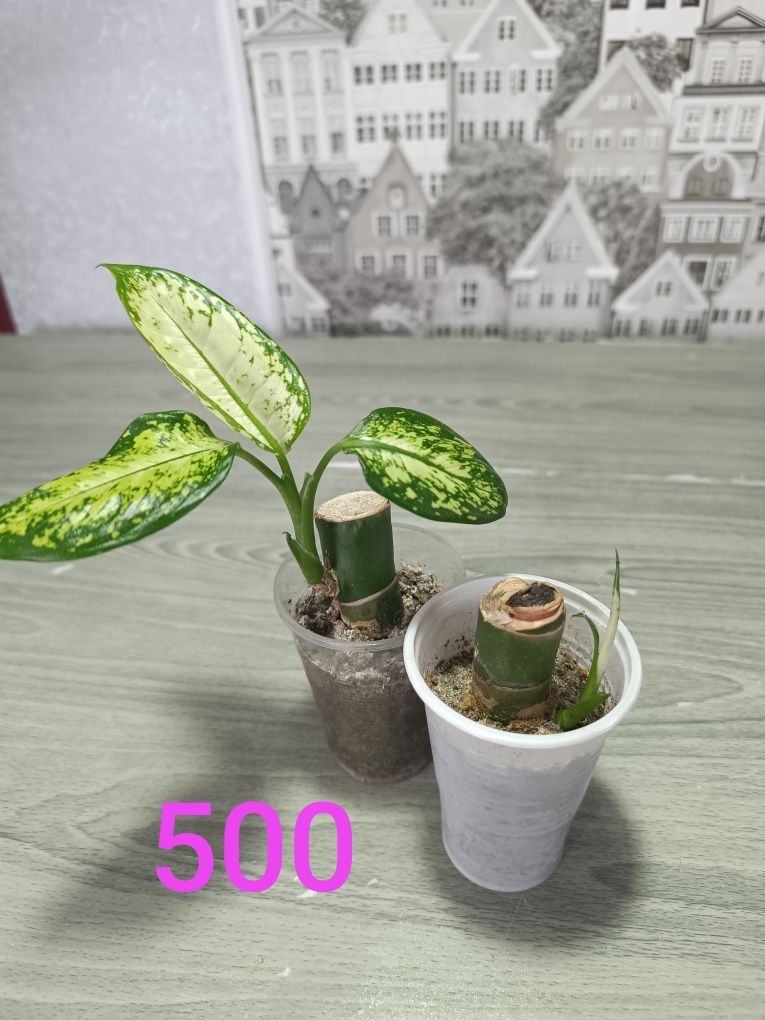 Продам дорого цветы