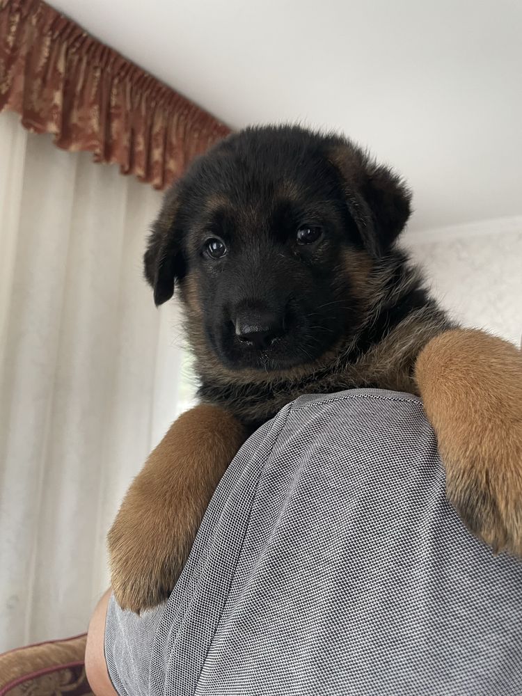 Продам щенят немецкой овчарки