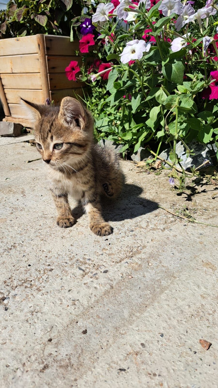 Котятки ищут дом