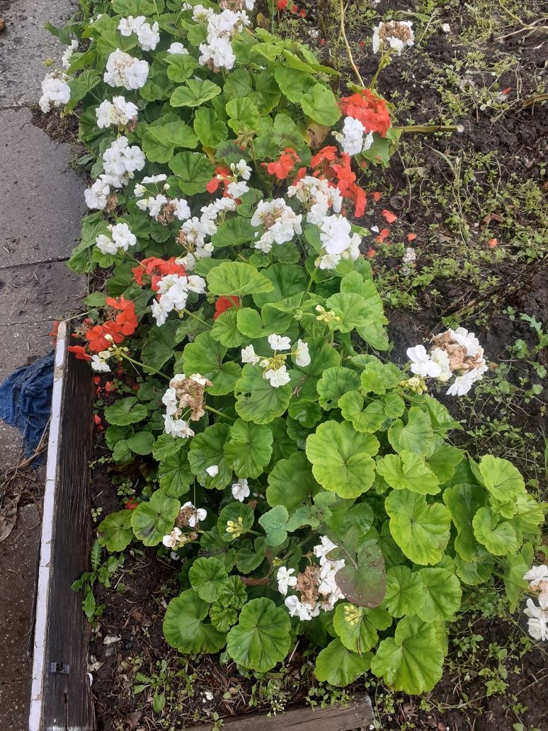 Продам герань красный и белый цвет, кусты пышные, буйное цветение ,пр