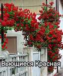 Саженцы роз, роза