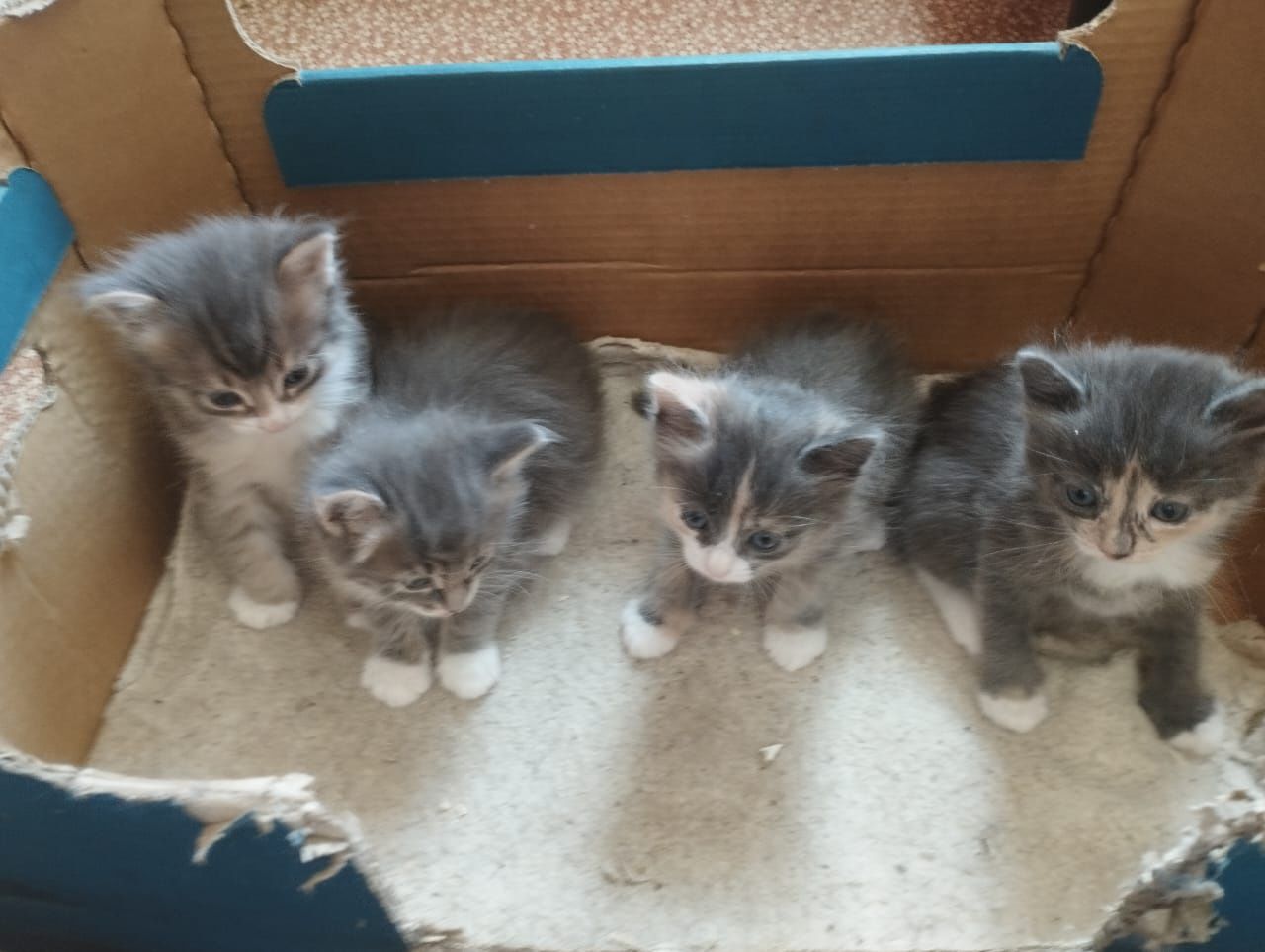 Отдам котят в хорошие руки