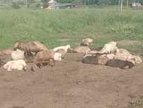 Продам баран. Есть прекрасные овце матки.