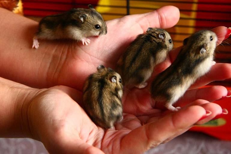 Продаются хомяки с клеткой и всеми нужными преднадлежностями