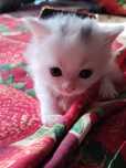 Белый котенок 1 месяц