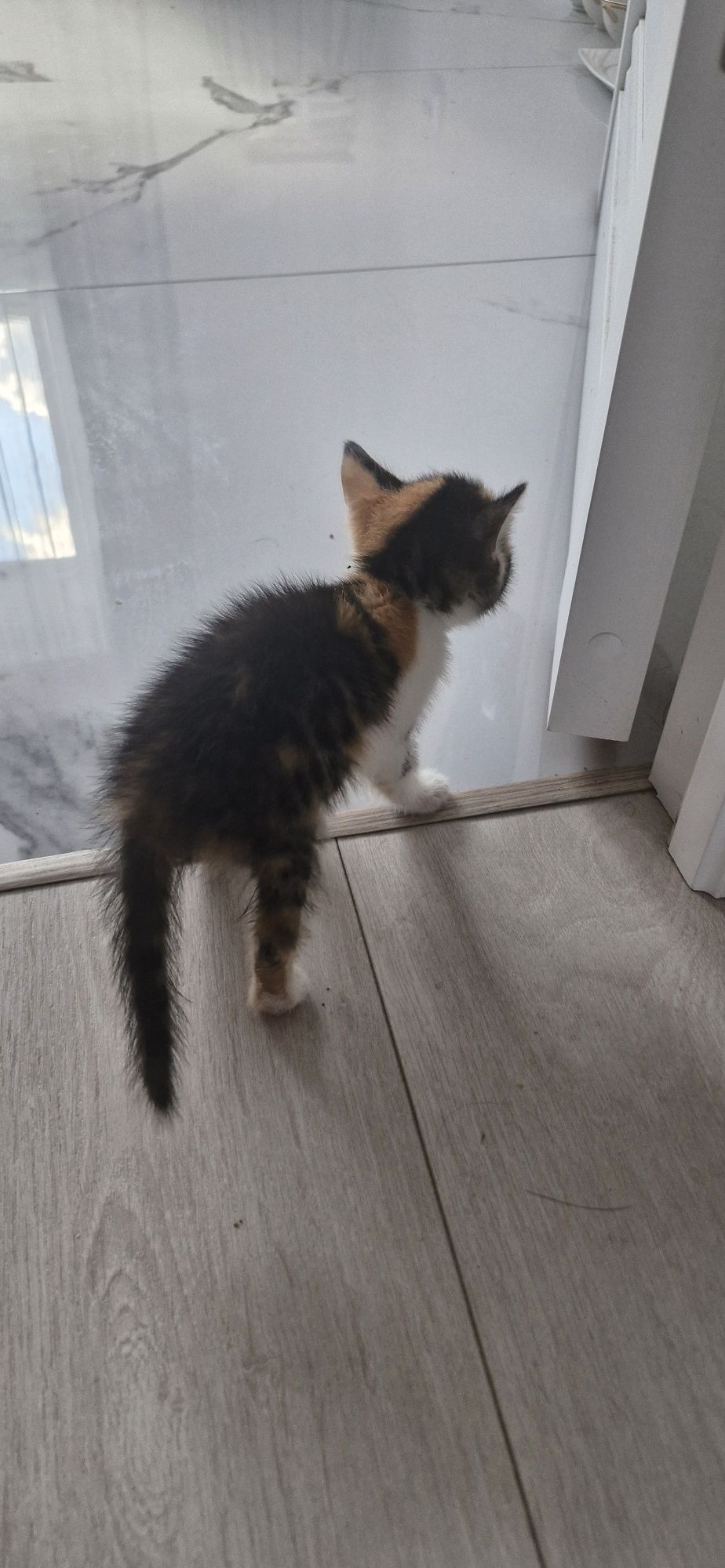 Котенок (кошка), 1.5 месяца