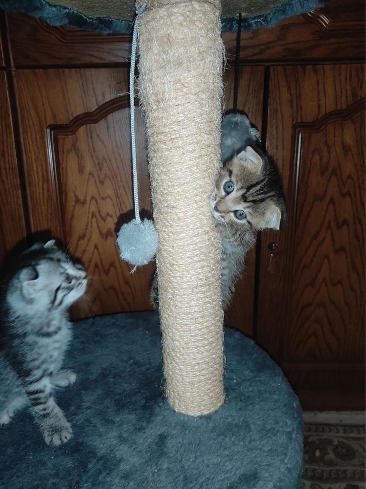 Срочно продаю чистокровного котенка